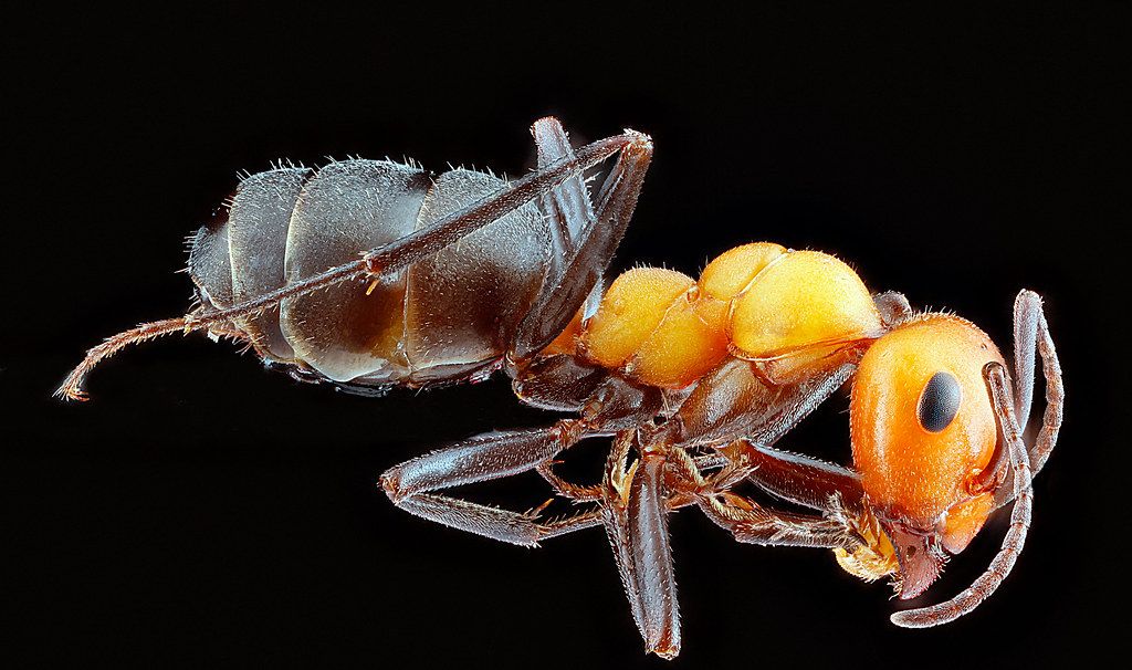 Ant Control service in Pleasanton, CA
