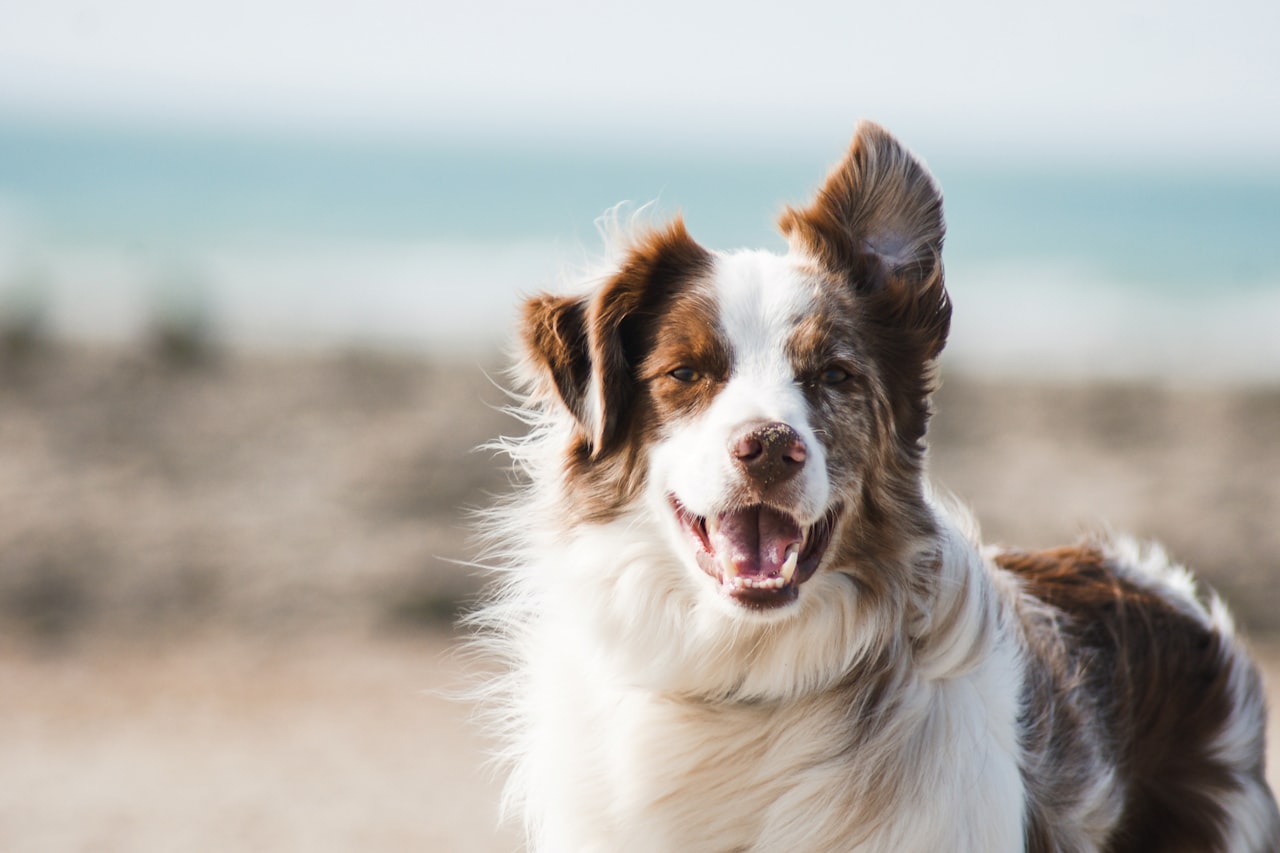 Flea & Tick Control service in Pleasanton, CA