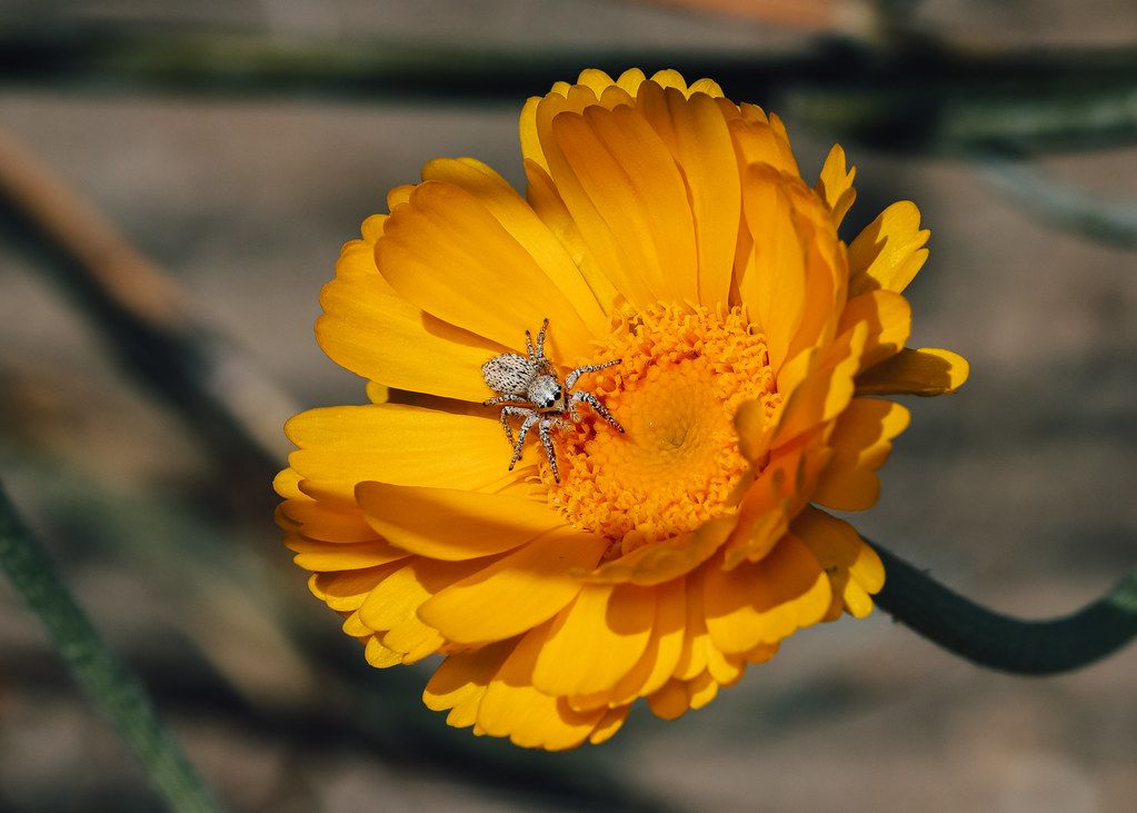 Spider Control service in Pleasanton, CA